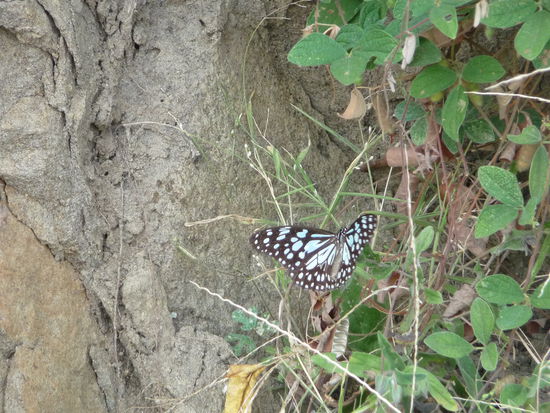Einer von vielen bunten Schmetterlingen