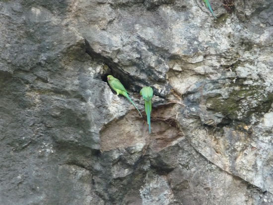 Indische Halsbandsittiche an den Aurangabad Höhlen