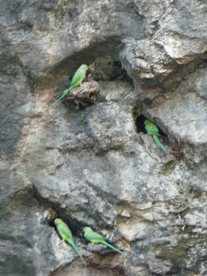 Indische Halsbandsittiche an den Aurangabad Höhlen