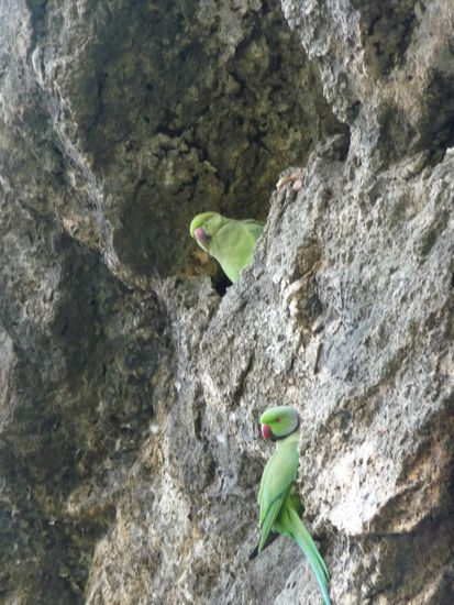 Indische Halsbandsittiche an den Aurangabad Höhlen