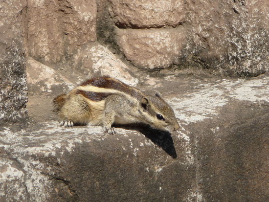 Ein Streifenhörnchen im Jain Tempel 32