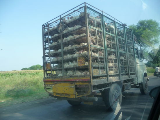 Chicken Transport