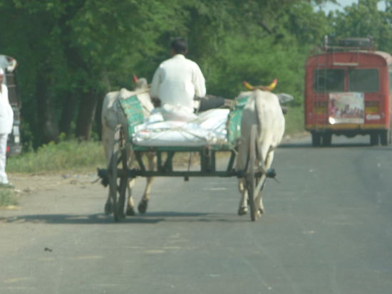 Solche Ochsenkaren bin ich sehr oft begegnet