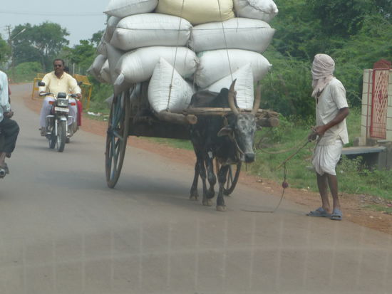 Transport mit Ochsenkaren