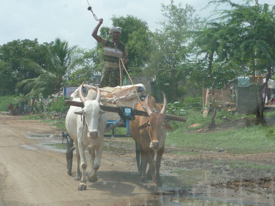 Eindrücke auf der Fahrt zum Agastya See in Badami
