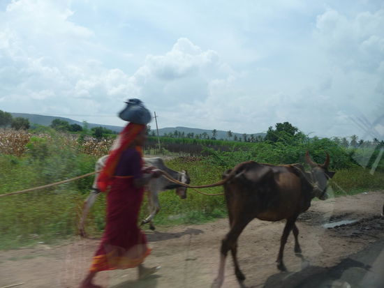 Eindrücke auf der Fahrt zum Agastya See in Badami