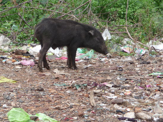 Schwein auf Müllkippe