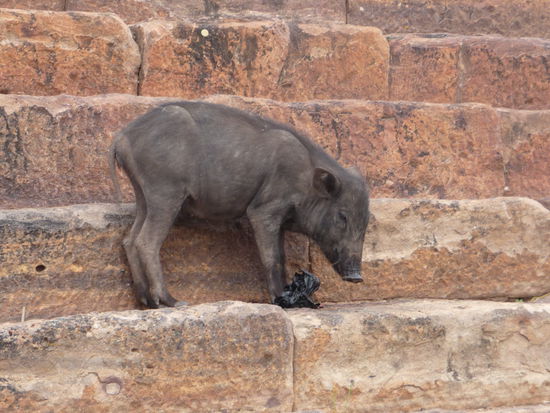 Schwein auf Tempel