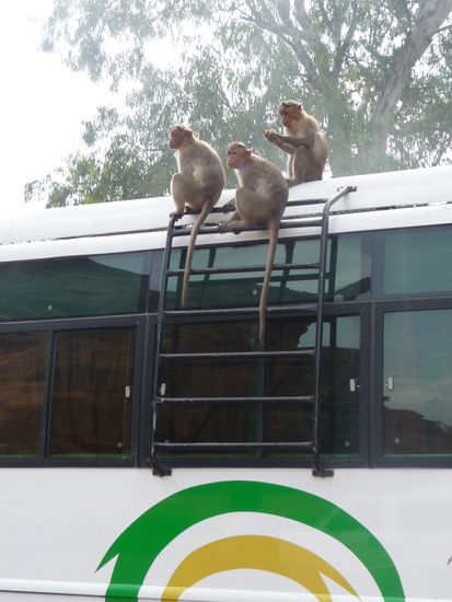 Affen auf Bus 