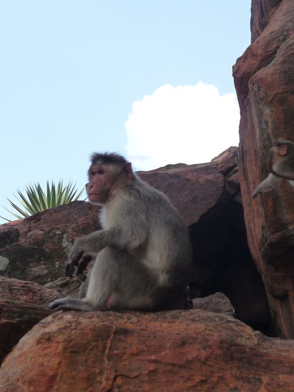 Jede Menge Affentheater auch an den Badami Höhlen