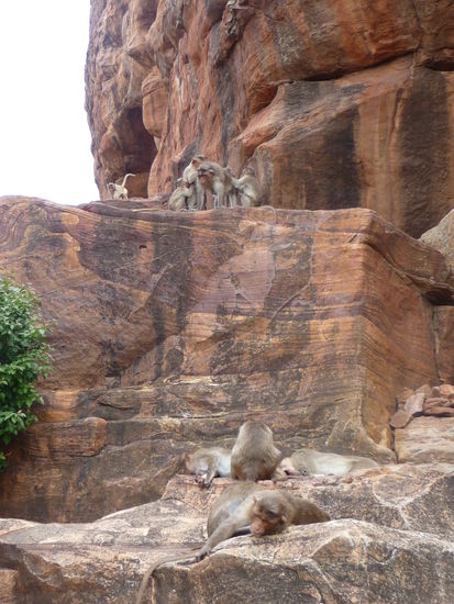 Jede Menge Affentheater auch an den Badami Höhlen
