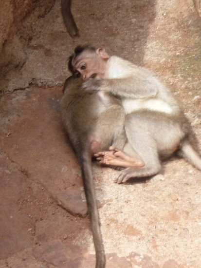Jede Menge Affentheater auch an den Badami Höhlen