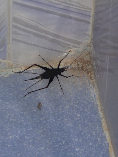 Eines von ca. ein Dutzend größerer Insekten die in meinen Zimmer lebten