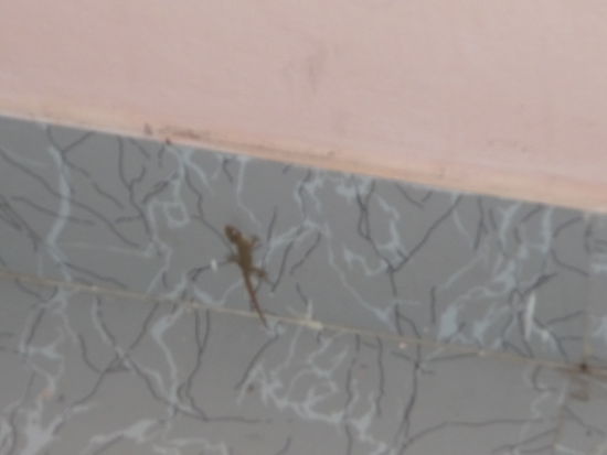 Ein " Mückenfänger " 