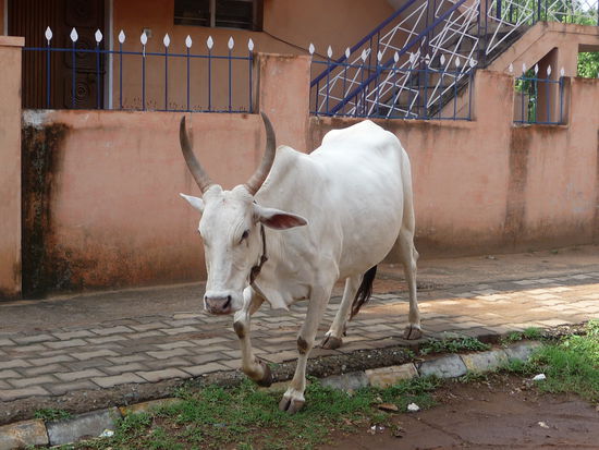 Diese Kuh mochte mich nicht so sehr und nahm Anlauf !! 