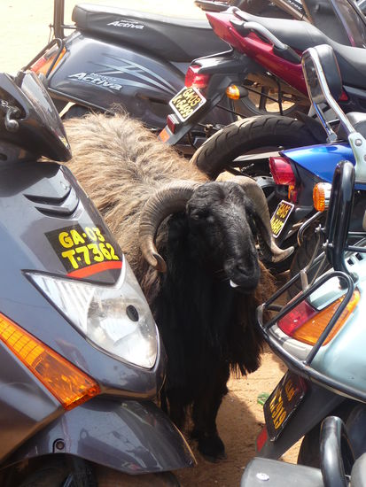 Na wer versteckt sich den dort zwischen den Mofas 