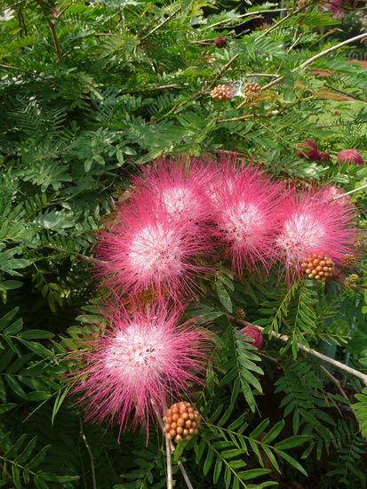 Wunderschöne Pflanzen im Mehta Garden
