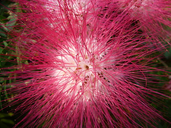 Wunderschöne Pflanzen im Mehta Garden