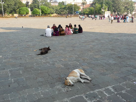 Faule Hunde am Gateway of India