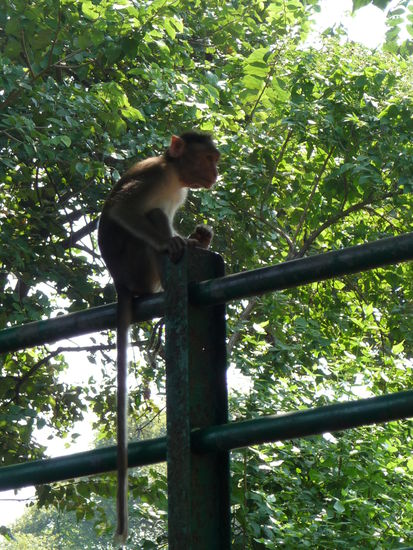 Erste Affen die mich am Eingang begrüßen