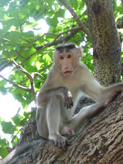 Einer von vielen wilden Affen auf der Elephanta Insel