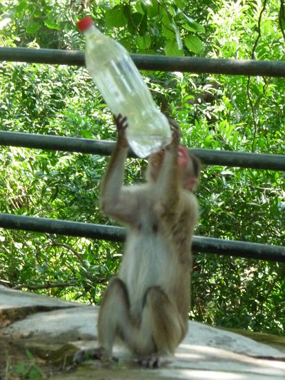 Man mußte schon sehr aufpassen das man von den Affen nicht beklaut wurde - es war aber auch eine Affenhitze !! 
