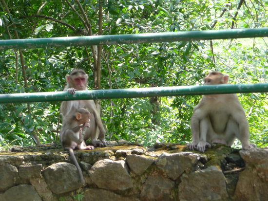 Affen auf der Elephanta Insel