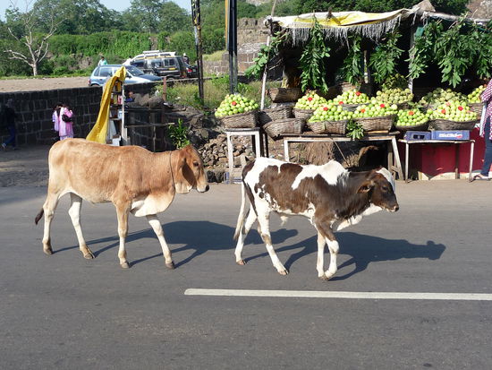 Kühe,Ochsen,Scharfe,Ziegen und Hunde auf den Straßen begegneten mir in Indien besonders außerhalb der größeren Städte sehr oft.