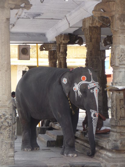 Tempel Elefant im Sri Kanchi Kamakshi Tempel in Kanchipuram