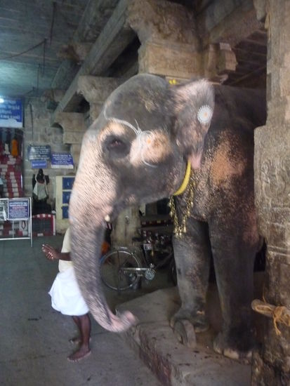 Heiliger Elephant im Rock Fort unten am Eingang