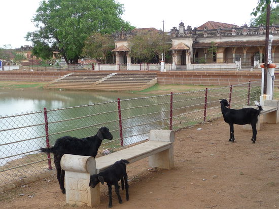 Dorfteich von Chettinad