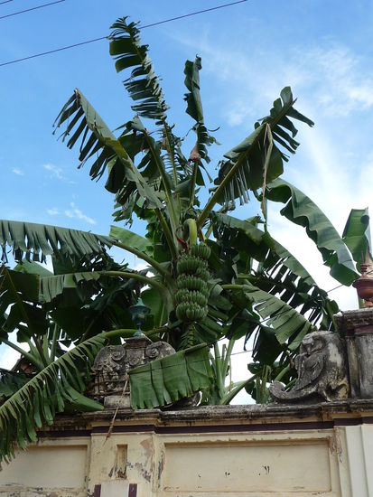 Bananenbaum in Chettinad
