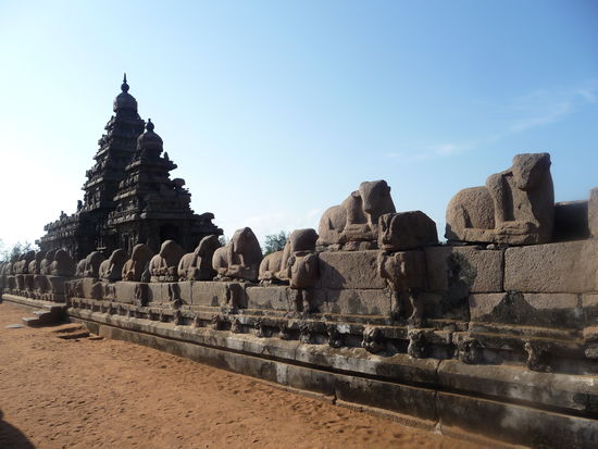 Heilige Kühe am Strandtempel