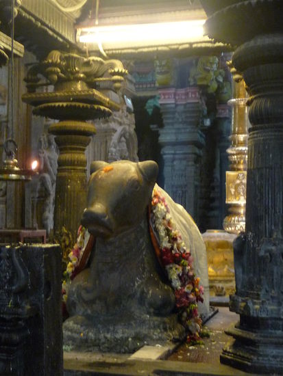 Noch ein Nandi Bulle