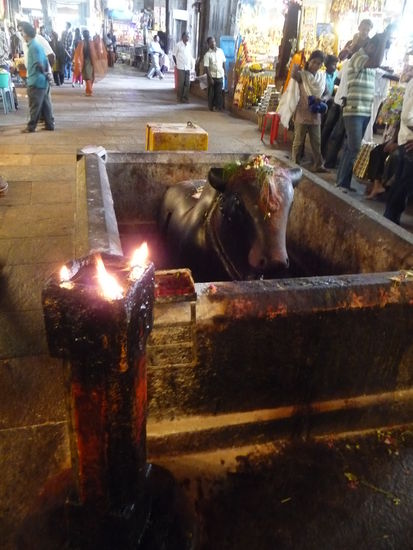 Und hier ein weiterer Nandi Bulle