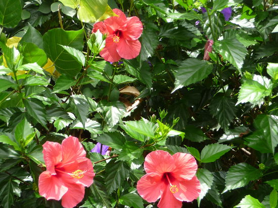 Schöne Blüten im Hotelgelände