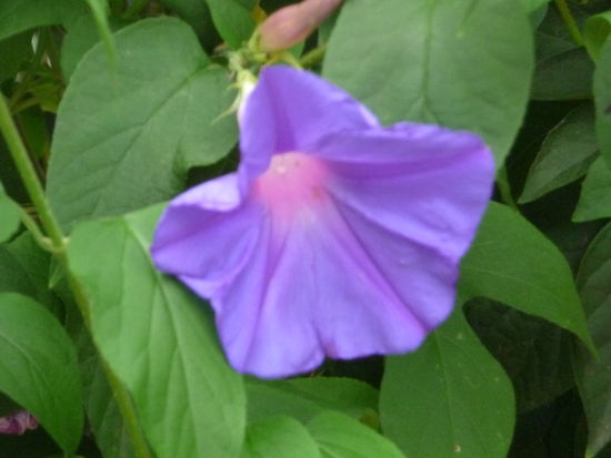 Schöne Blüten im Hotelgelände