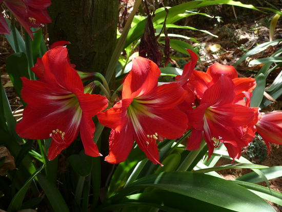 Schöne Blüten im Hotelgelände