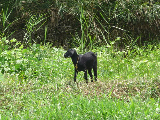 Jurassic Park in den Backwaters gleich kommt T Rex um die Ziege zu verspeisen ...