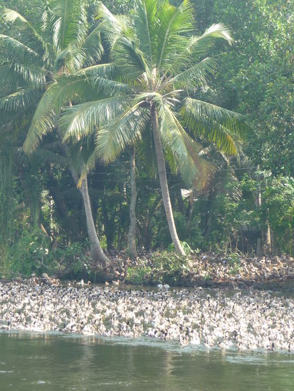 Entenkolonie in den Backwaters