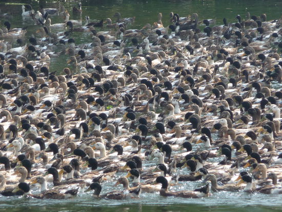 Entenkolonie in den Backwaters