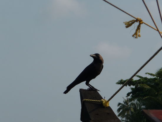 Krähe auf unseren Boot
