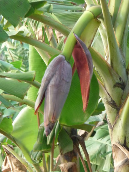 Bananenstaude am Ufer der Backwaters