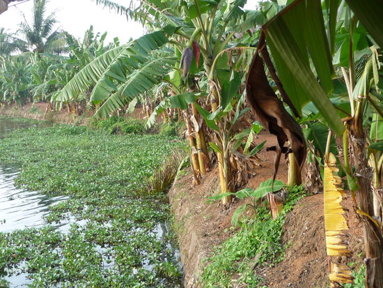 Während der Nacht machten wir hier eine Pause inmitten vieler Bananenstauden