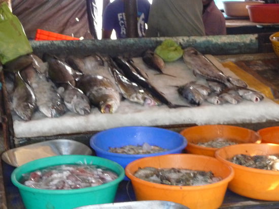 Frischer Fisch in Cochin