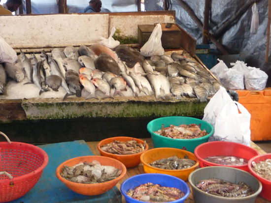 Frischer Fisch in Cochin