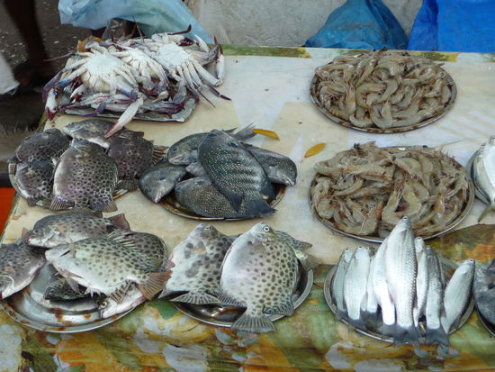 Frischer Fisch in Cochin