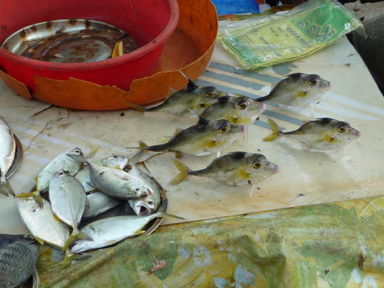 Frischer Fisch in Cochin