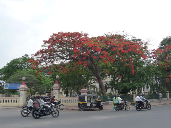 Feuerbaum in Mysore
