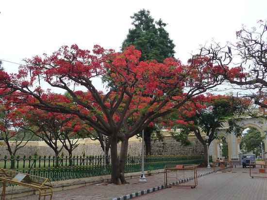 Feuerbaum in Mysore